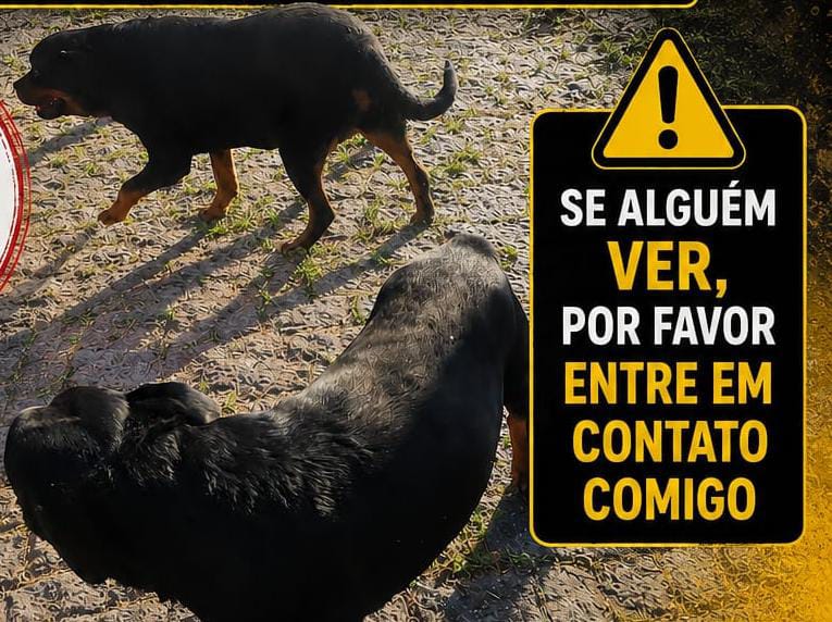 Família procura por Zeus e Athena, desaparecidos desde 27 de maio